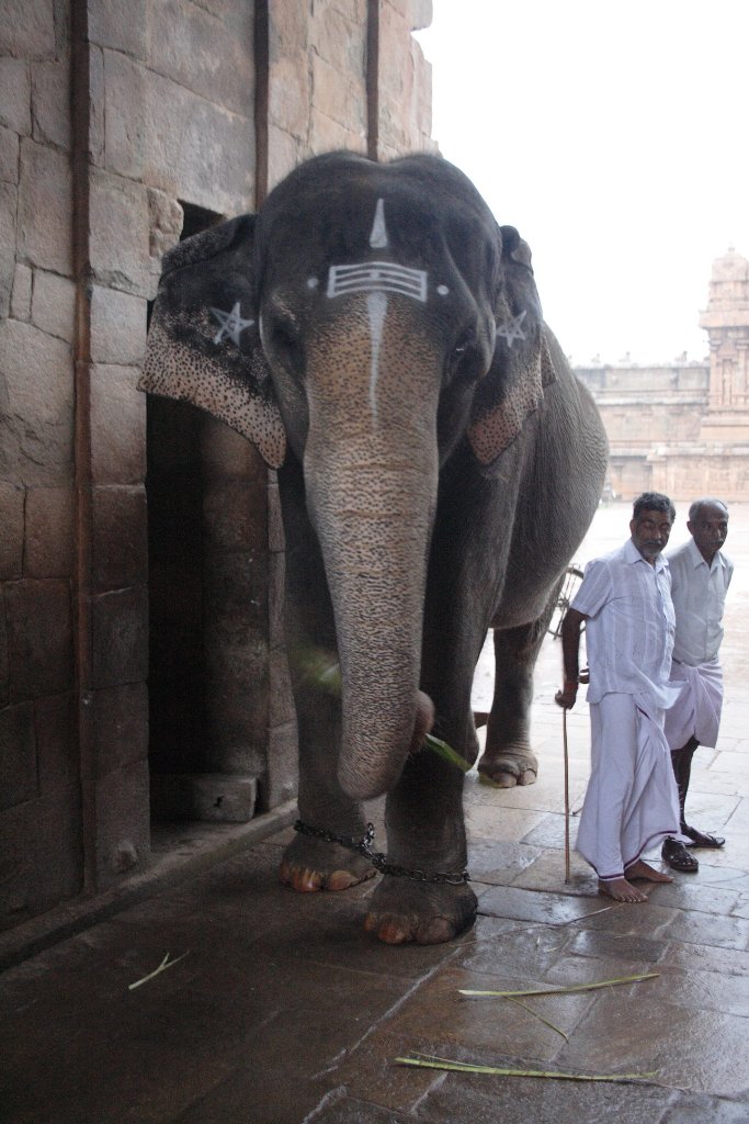 15-The Temple Elephant.jpg - The Temple Elephant